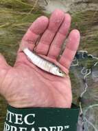 Image of Longnose Killifish