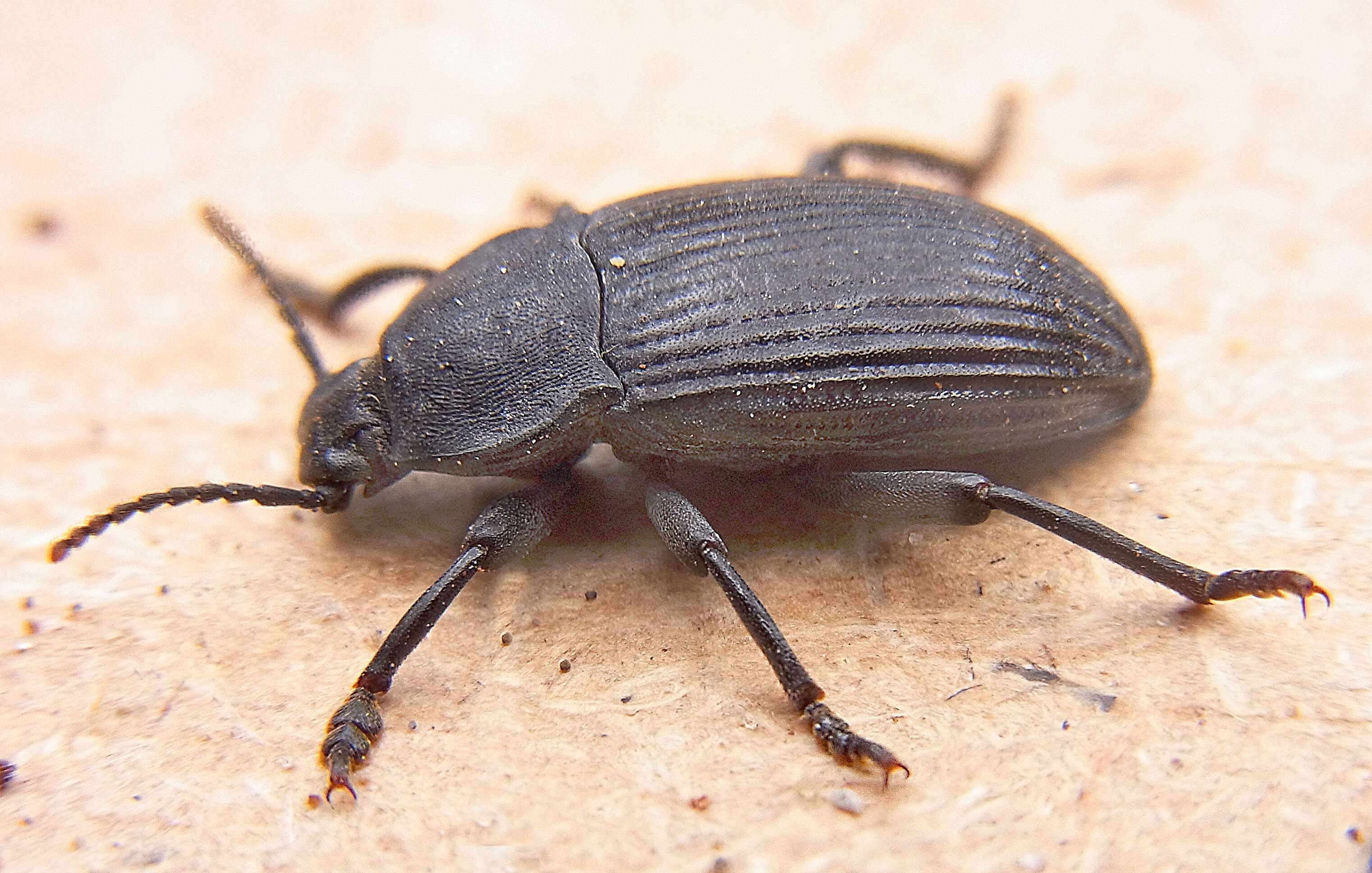 Слика од Dendarus coarcticollis