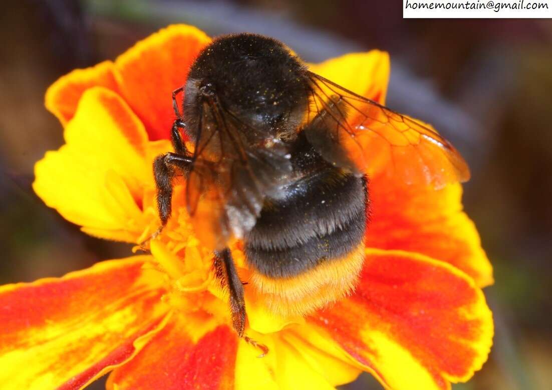 Image of Bombus ignitus Smith 1869