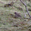 Carpodacus pulcherrimus (Moore & F 1856) resmi