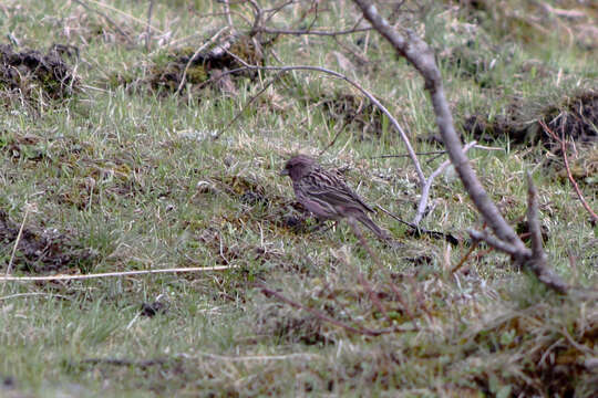 Image of Beautiful Rosefinch