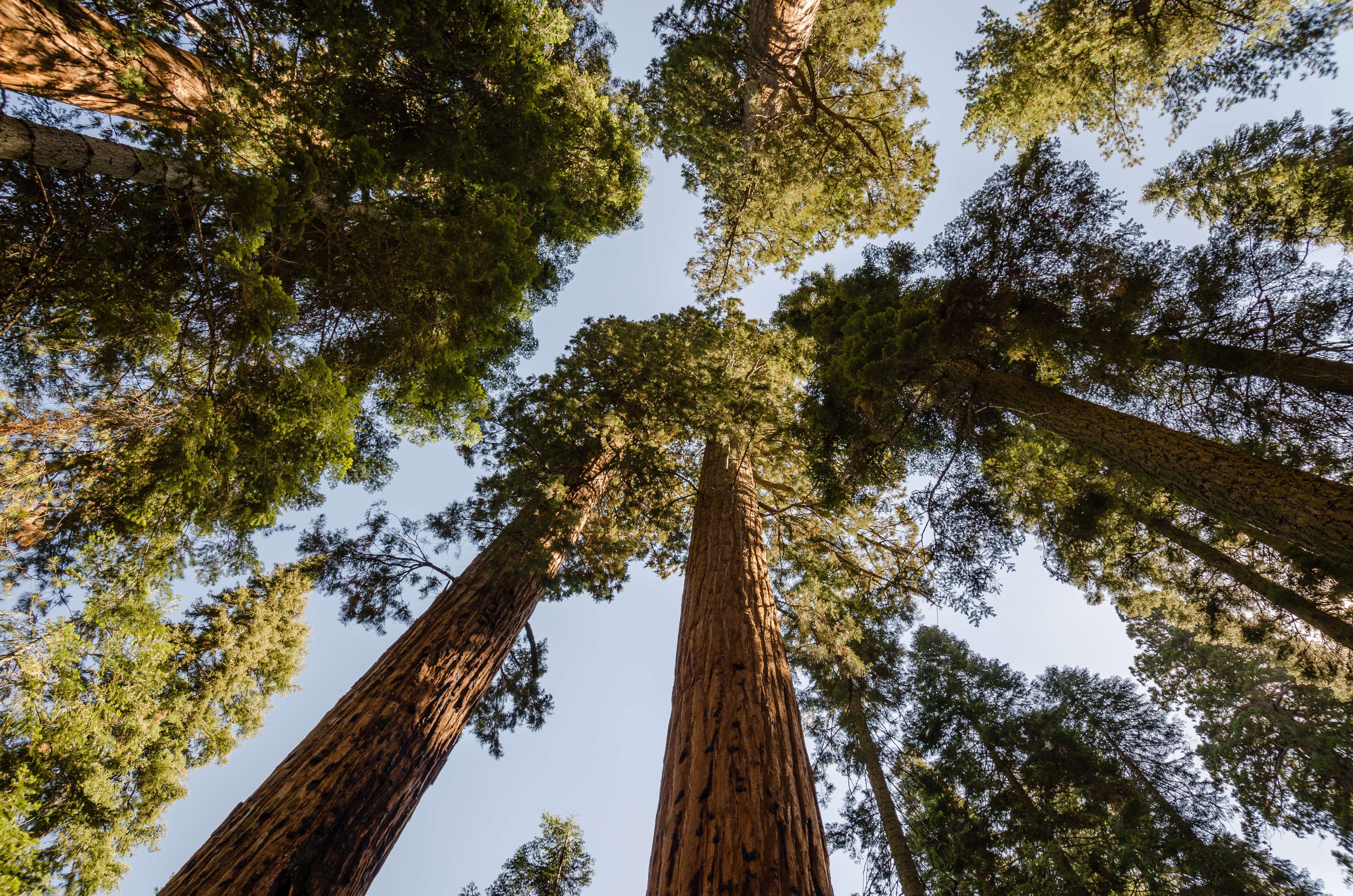 Image of giant sequoia