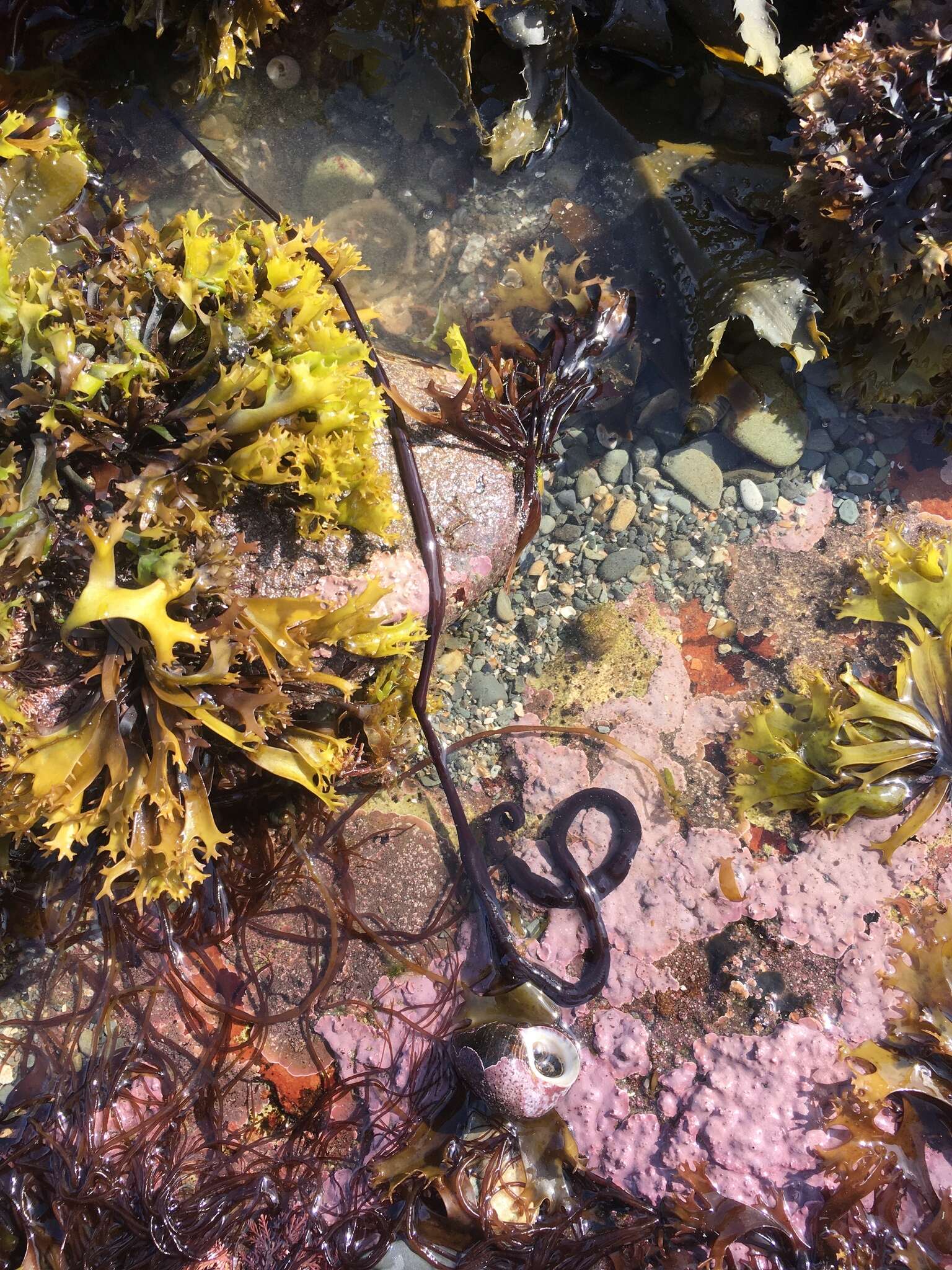 Image of bootlace worm