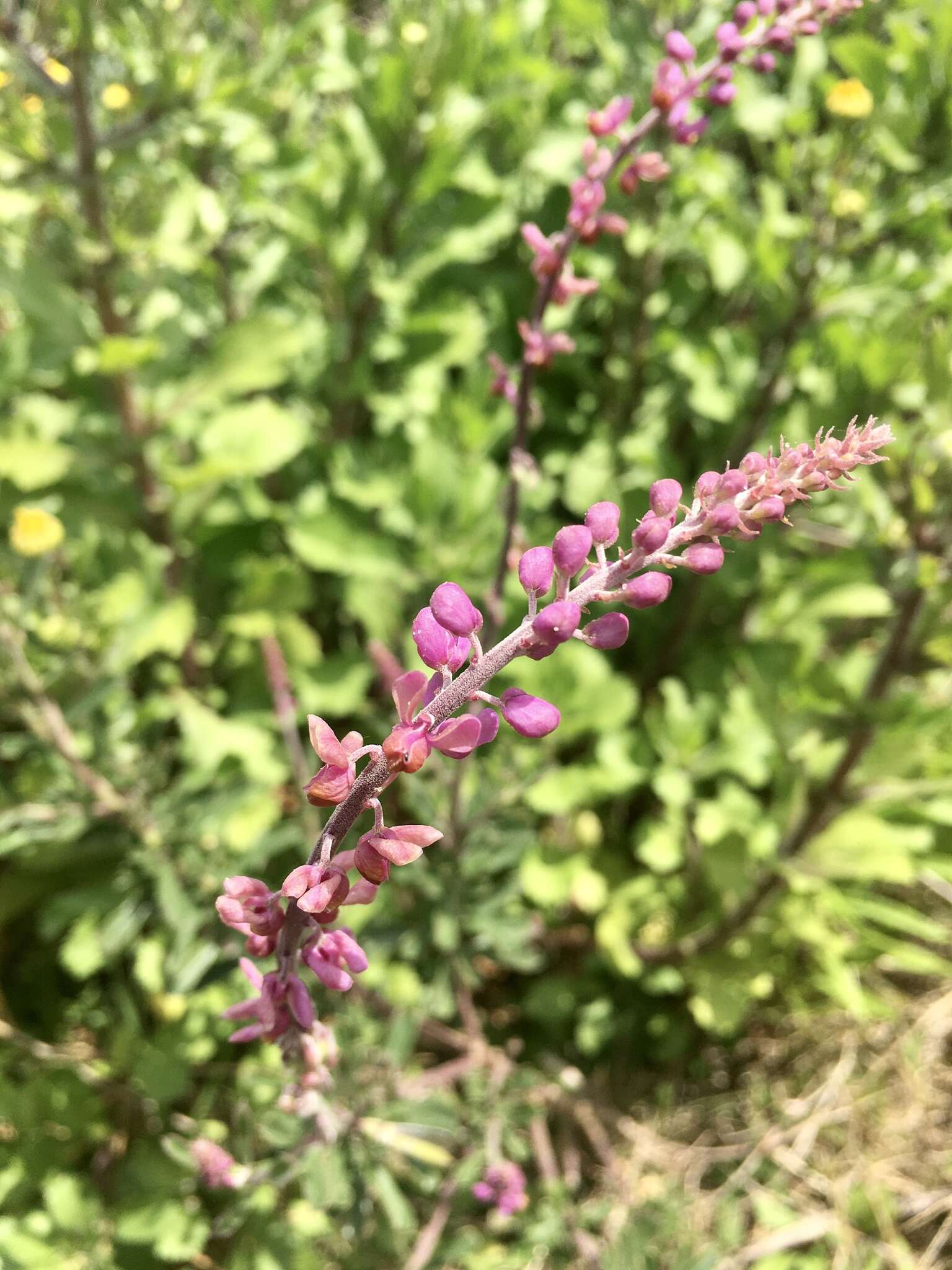 Image of Monnina cuneata A. St.-Hil.