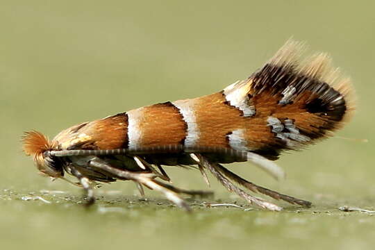 Plancia ëd Phyllonorycter klemannella (Fabricius 1781)