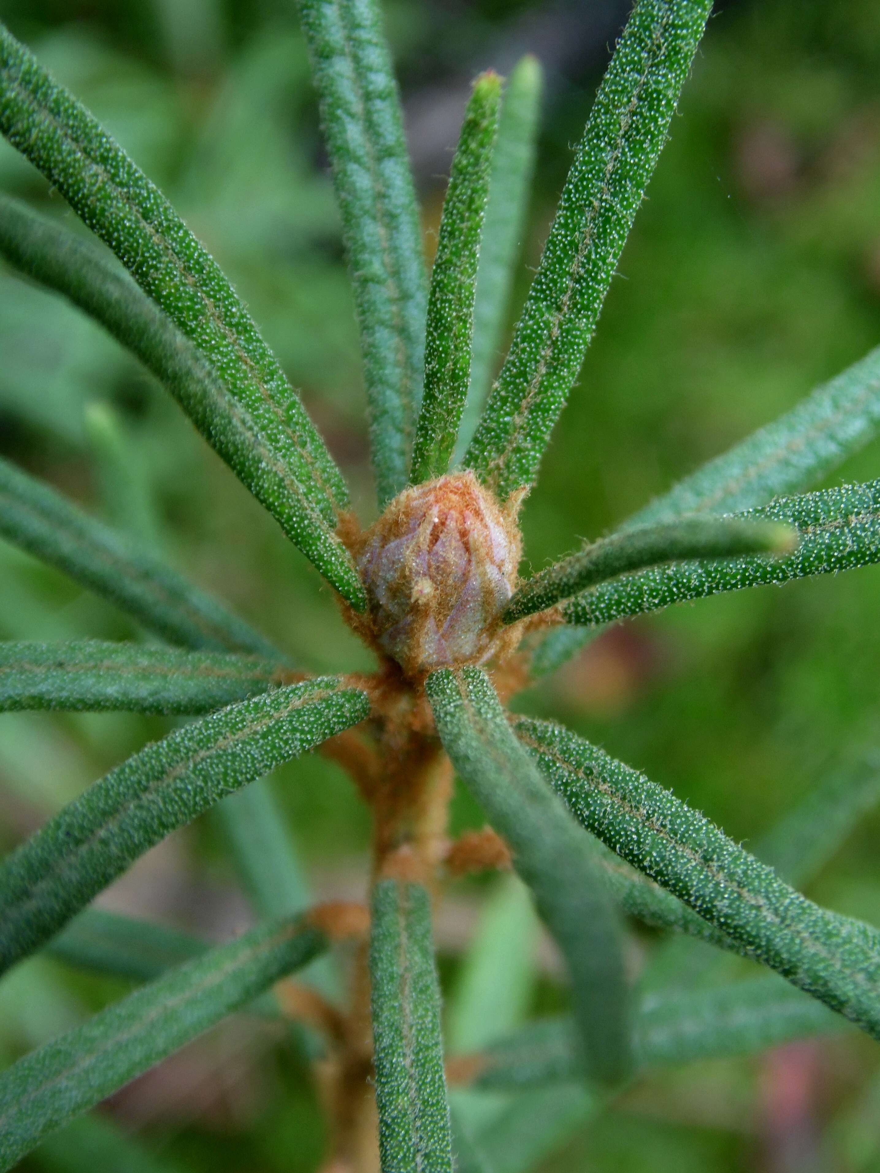 Imagem de Rhododendron tomentosum (Stokes) Harmaja