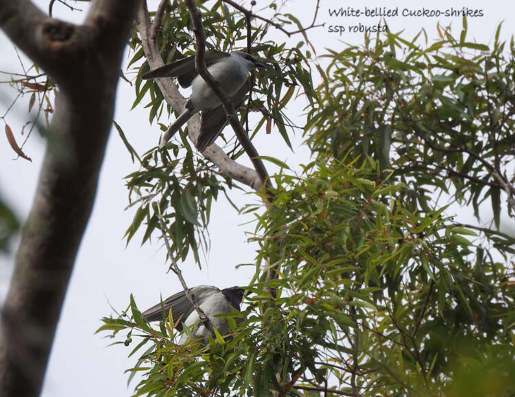 Coracina papuensis robusta (Latham 1801) resmi