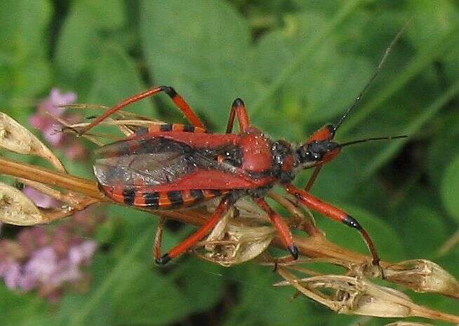 صورة Rhynocoris iracundus (Poda 1761)