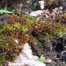 Image of amblyodon moss