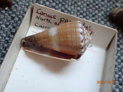 Image of Conus biliosus parvulus Link 1807