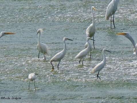 Image of Egretta Forster & T 1817