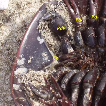 Image of Merostomes