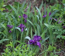 Image of stool iris