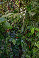 Image of Habenaria macrandra Lindl.