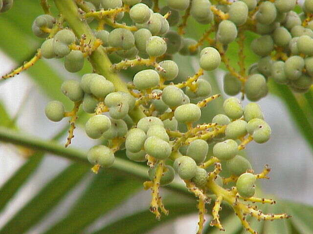 Image of Chinese windmill palm