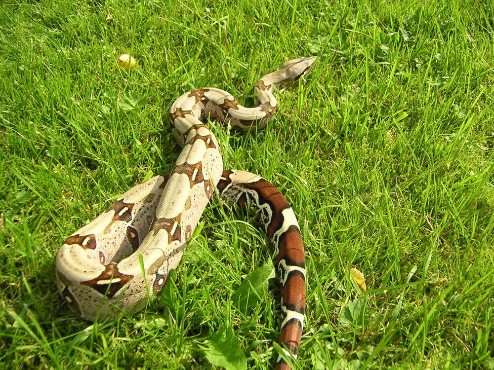 Boa constrictor Linnaeus 1758 resmi