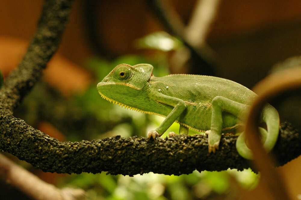 Chamaeleo calyptratus Duméril & Duméril 1851 resmi