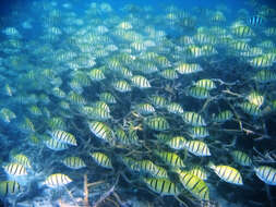 Image of Convict Surgeonfish