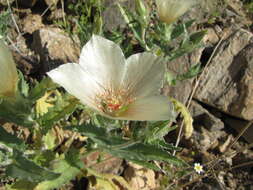 Image of whitebract blazingstar