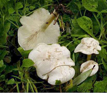 Image de Clitocybe dealbata