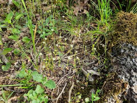 Слика од Cerastium brachypetalum subsp. tauricum (Spreng.) Murb.