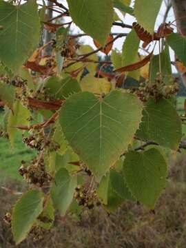 Image of Henry's Lime