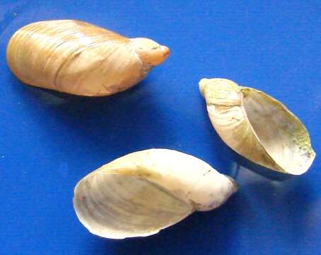 Image of pfeifers amber snail