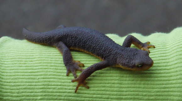 Image of California Newt