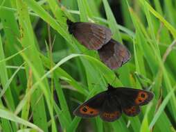 Image of scotch argus