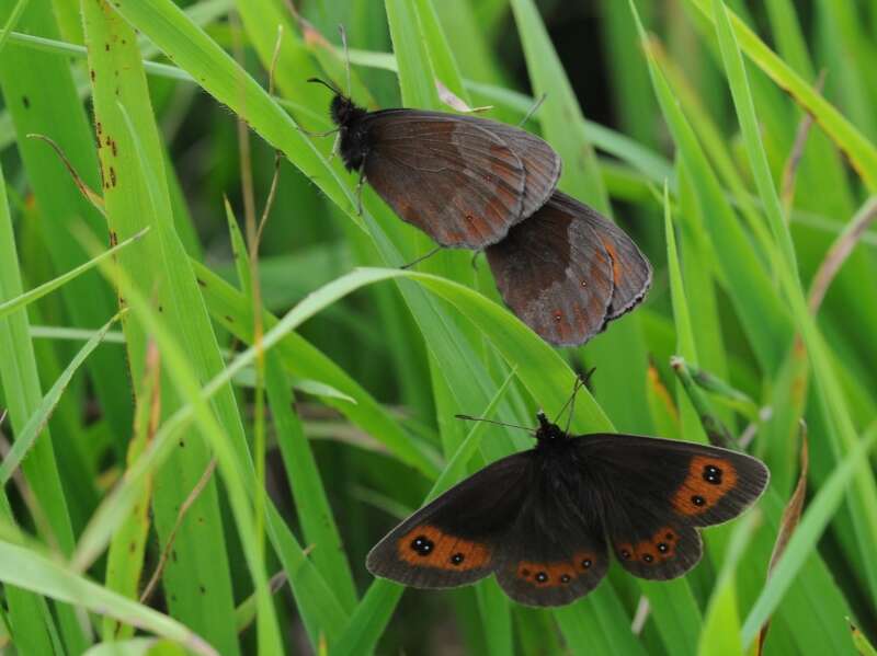 Image of scotch argus