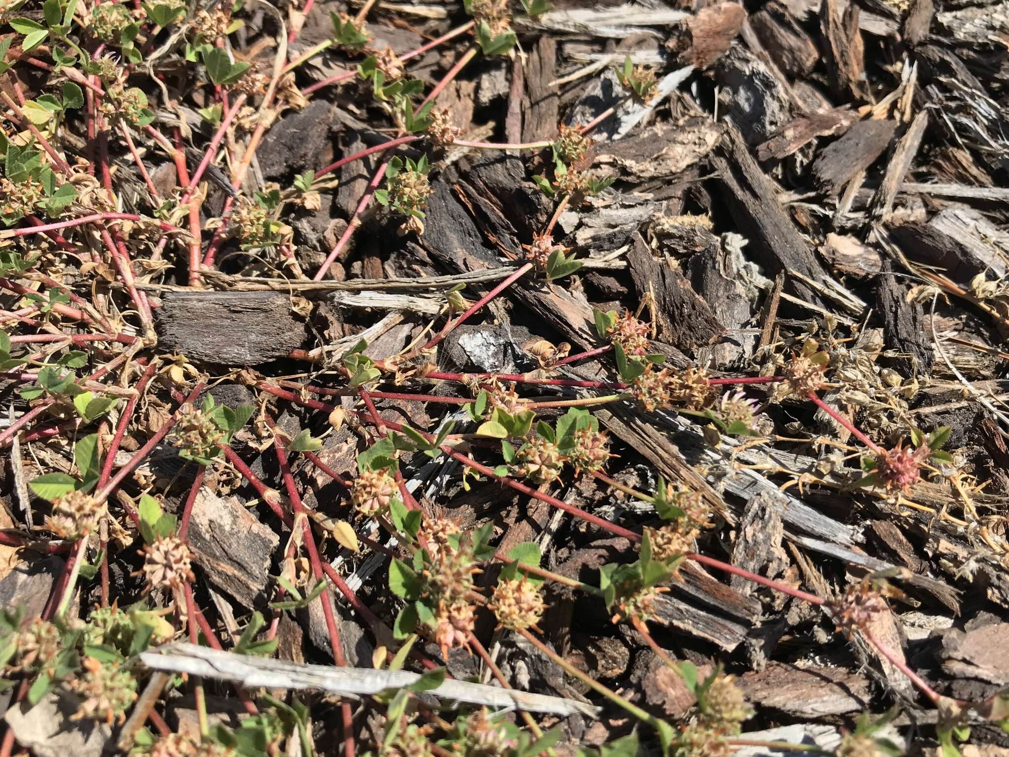 Image de Trifolium glomeratum L.