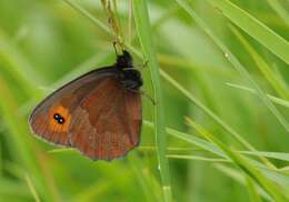 Image of scotch argus