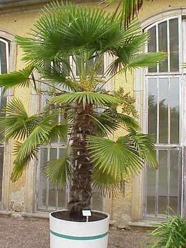 Image of Chinese windmill palm
