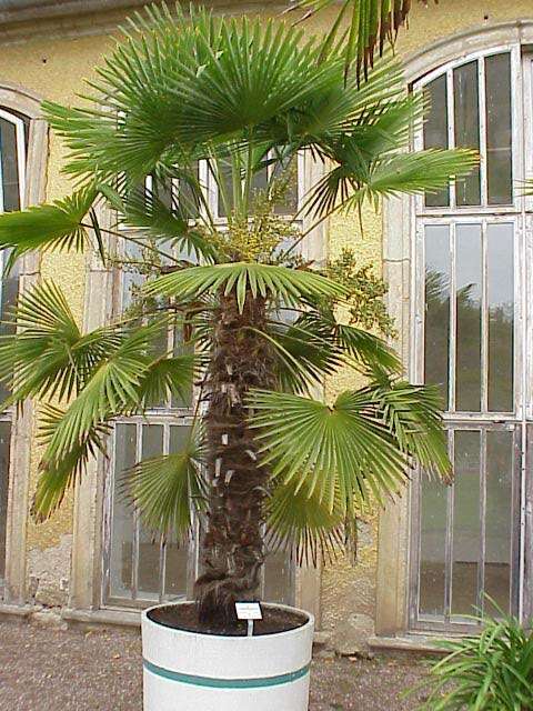 Trachycarpus fortunei (Hook.) H. Wendl. resmi