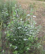 Image of White Poplar