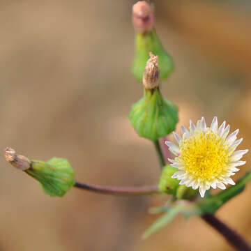 Image of Indian lettuce