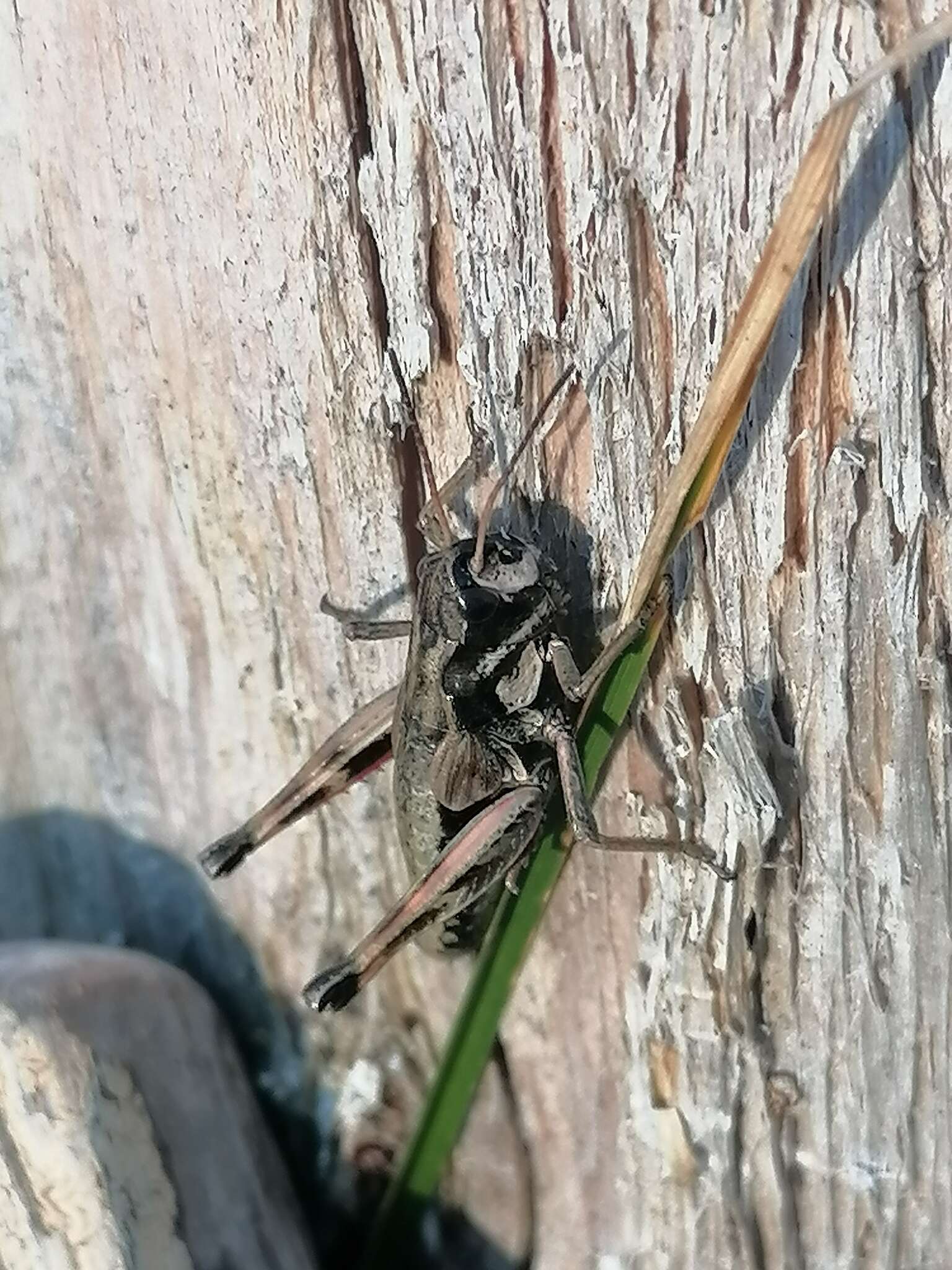 Podismopsis poppiusi (Miram 1907)的圖片