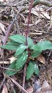 Crepidium roohutuensis (Fukuy.) T. P. Lin的圖片