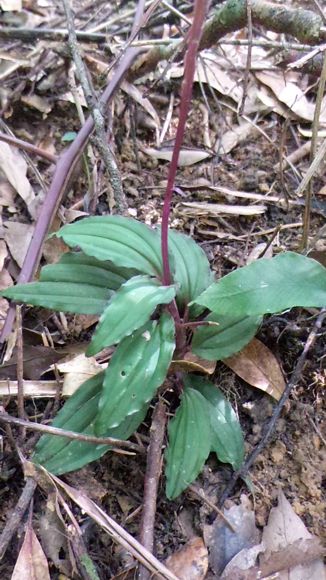 Image of Crepidium roohutuensis (Fukuy.) T. P. Lin