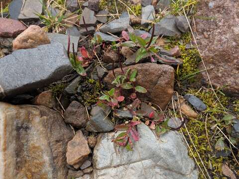 Image of pimpernel willowherb