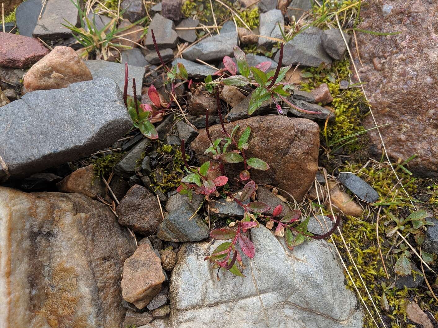 Image of pimpernel willowherb