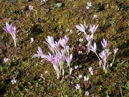 Image of Autumn crocus