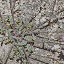 Image of volcanic gilia