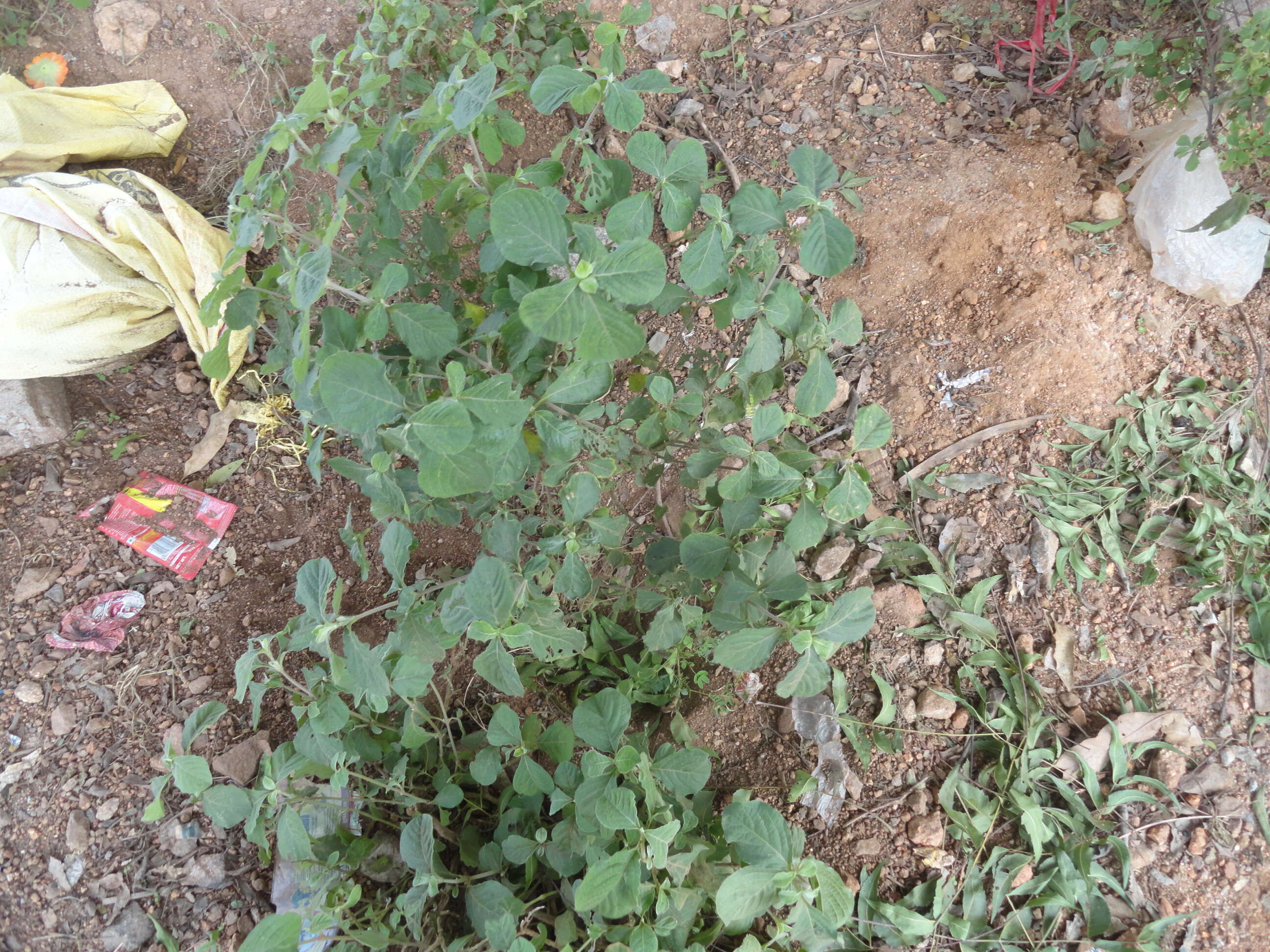 Image of Chaff-flower