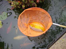 Image of Goldfish