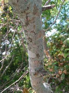 Image of Soapberry Tree