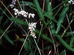 Image of Swamp Smartweed