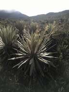 Image of Espeletia grandiflora Humb. & Bonpl.