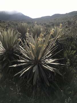 Image de Espeletia grandiflora Humb. & Bonpl.