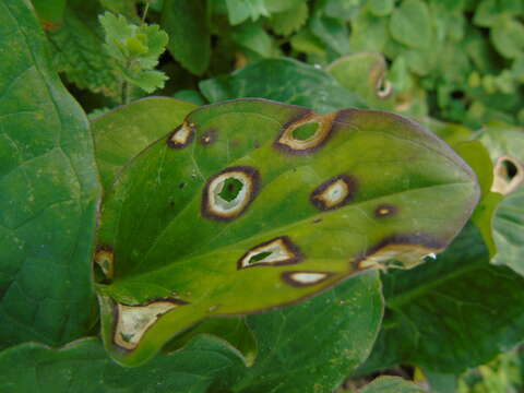 Imagem de Puccinia sessilis J. Schröt. 1870